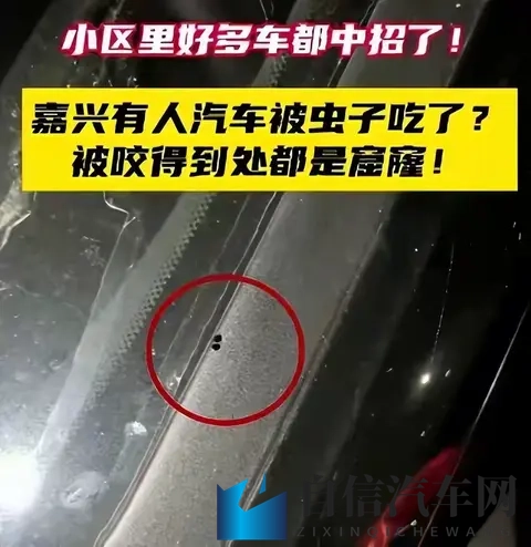 警惕！栾树下停车遭虫啃，新车满是窟窿-2