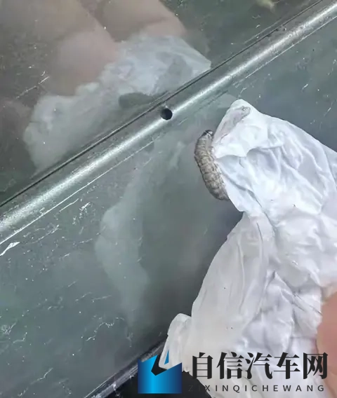 警惕！栾树下停车遭虫啃，新车满是窟窿-3