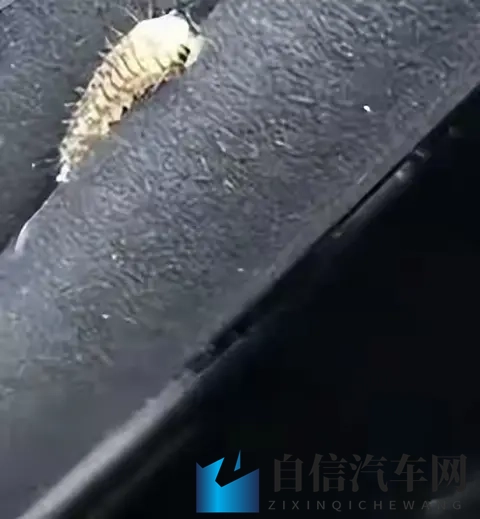 警惕！栾树下停车遭虫啃，新车满是窟窿-1